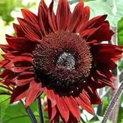 Spectacular & Unique RED Sunflower Seeds, Beautiful Bright Luxury Blooms