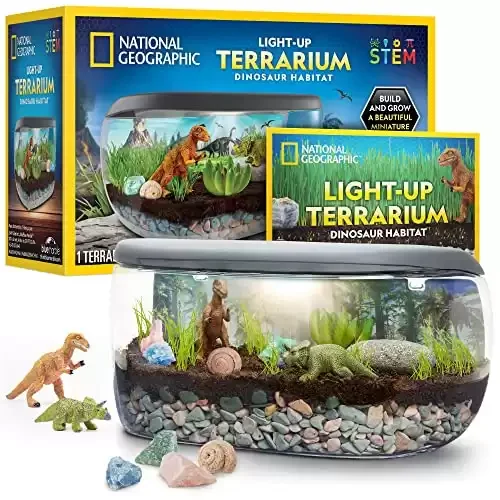 Light Up Terrarium with Real Plants & Fossils