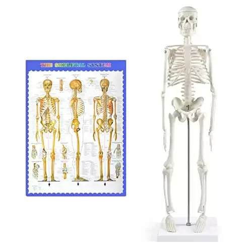 Mini Movable Human Skeleton Model